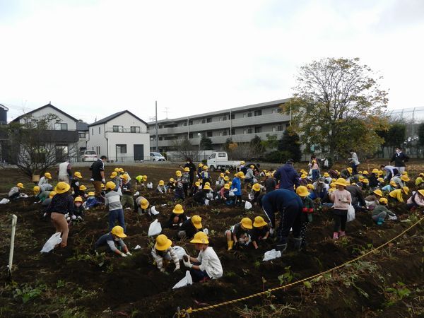 西砂小学校の芋堀