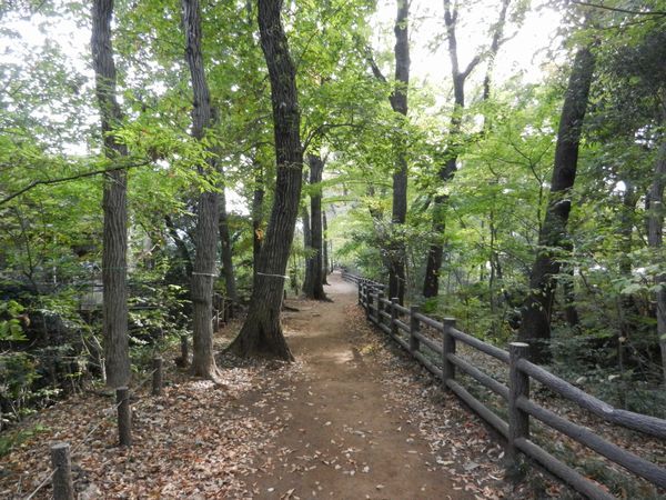 玉川上水緑道を最後まで歩いてみる①