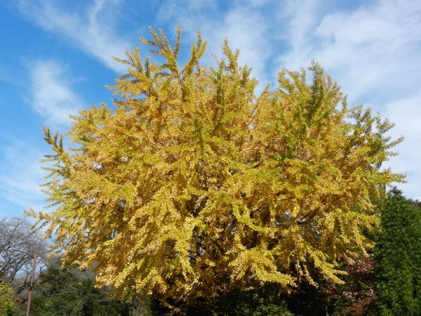 昭和記念公園のイチョウは見頃