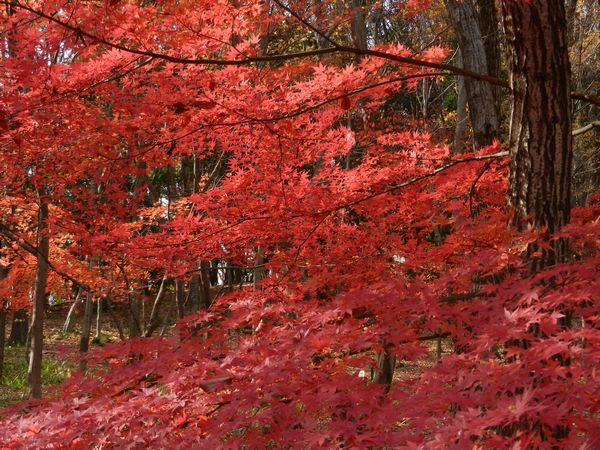 昭和記念公園　紅葉スポット