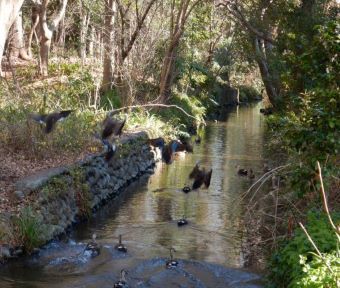 立川の四季・二十四節季2022「大寒（だいかん）の矢川緑地保全地域」