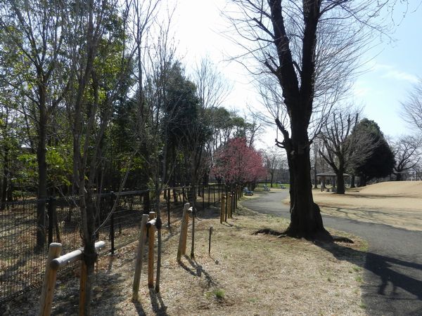 昭島エコパークの桜