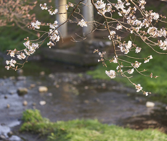 2022年立川・桜開花情報 根川緑道 １