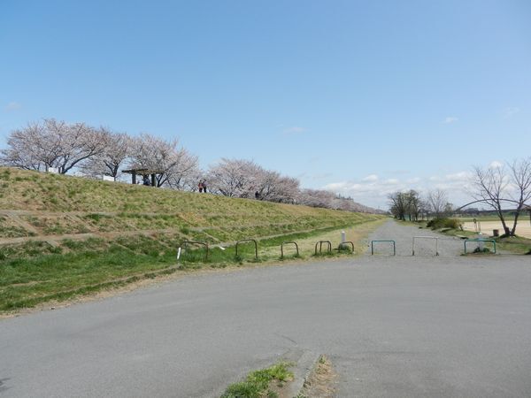 多摩川の桜　昭島