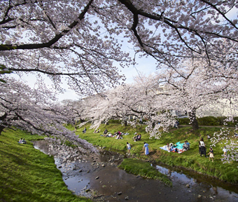 2022年立川・桜開花情報 根川緑道 ２