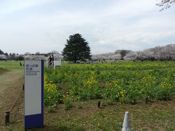 昭和記念公園の桜　満開