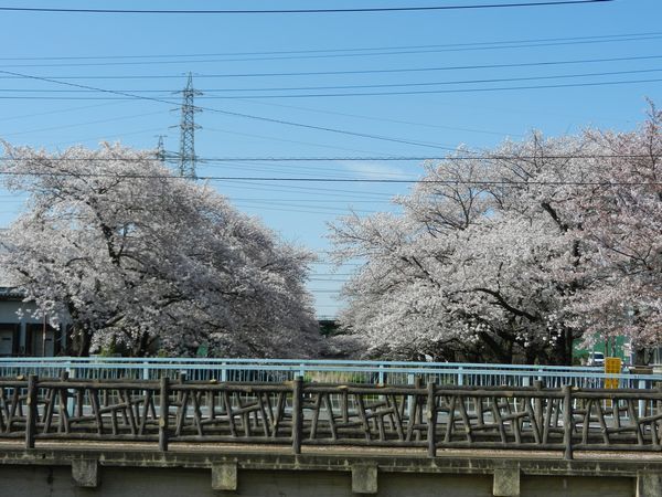 残堀川と西武拝島線 4月6日