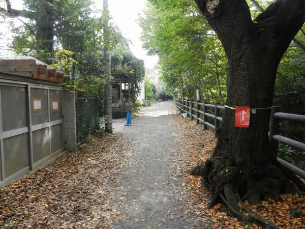 井の頭公園内の玉川上水緑道