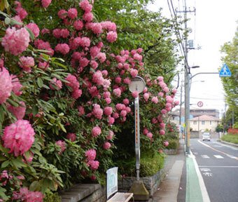 続・立川の珍百景♪ 「むしろ電話ボックスよりも、バス停の方が落ち着かない…⁈」