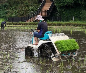 立川ごよみ2022 穀雨（こくう）次侯 ～霜止んで苗出ず（しもやんでなえいず）～