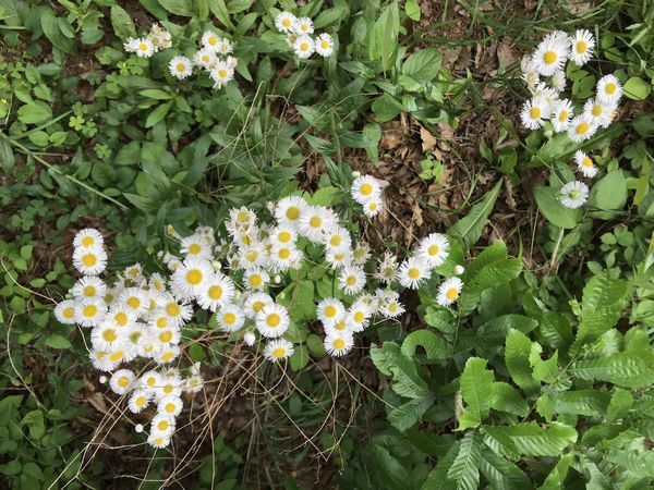 玉川上水　春の草花②