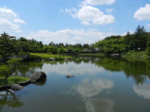 花菖蒲が見頃