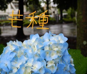 立川の二十四節気 2022 ～芒種（ぼうしゅ）～