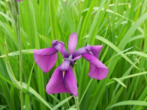 東村山「菖蒲まつり」開催中