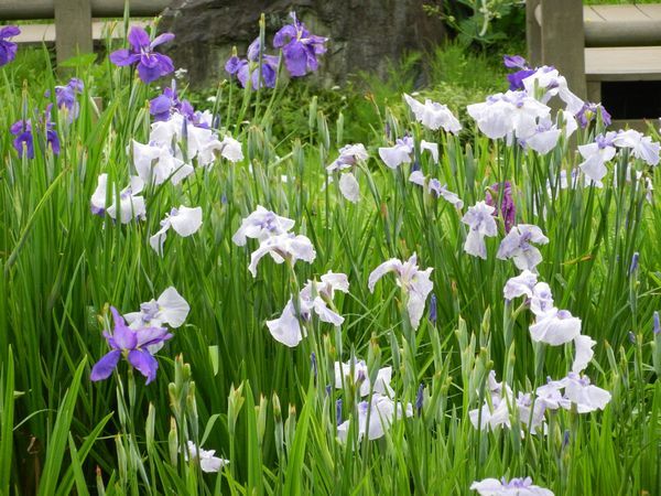 武蔵村山湖南菖蒲園