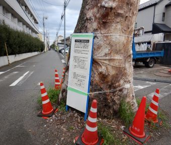 立川の変遷・高松町の大ケヤキ！もうすぐ見納め！