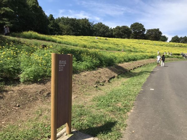 コスモスまつりその後