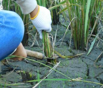 立川ごよみ2022 秋分（しゅうぶん）末侯 ～水始めて涸る（みずはじめてかれる）～