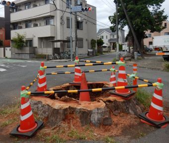 立川の変遷・高松町の大ケヤキが伐採されていました！