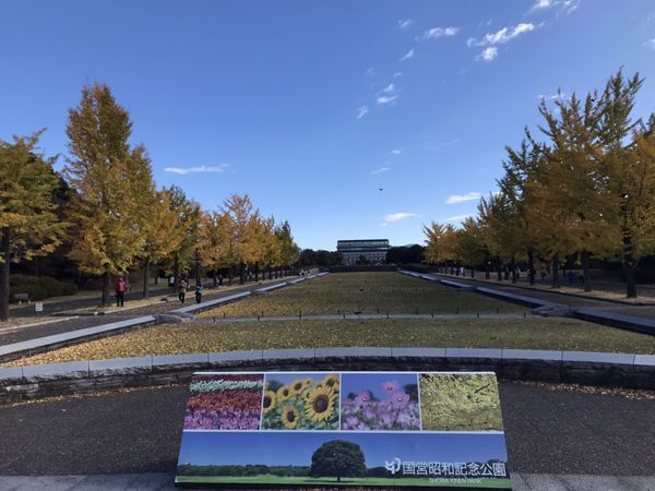 昭和記念公園 イチョウが見頃