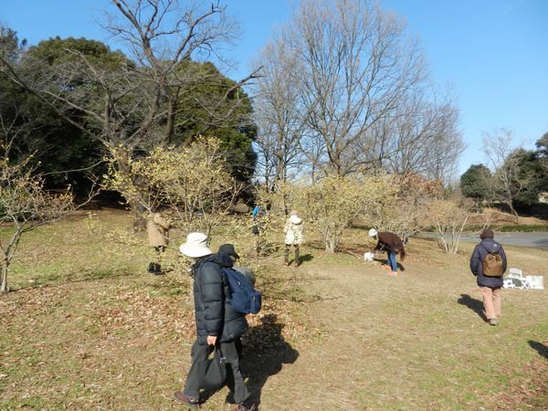 昭和記念公園ロウバイ