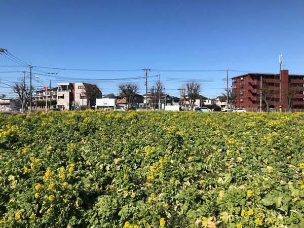 菜の花ガーデン武蔵村山