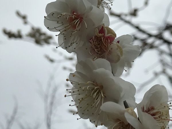 昭和記念公園の梅は見頃