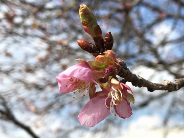 昭島の河津桜