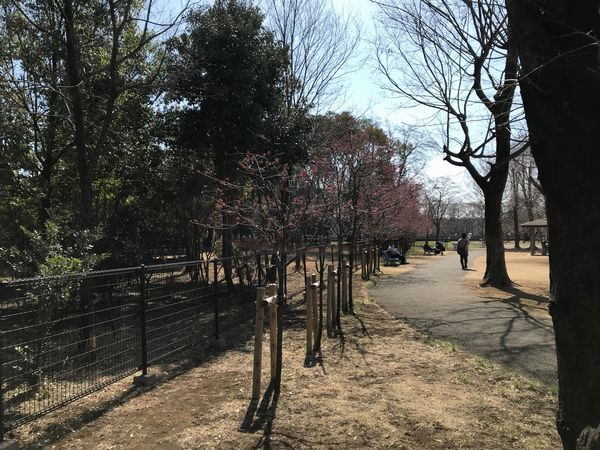昭島エコパークの桜
