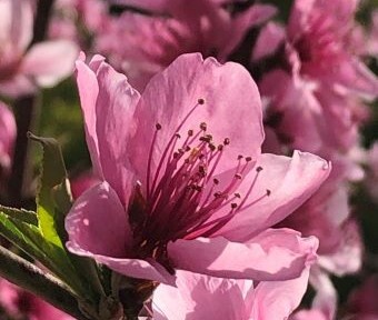 立川のモモの花も咲くころか？