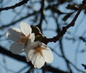 立川のソメイヨシノも咲いた！！