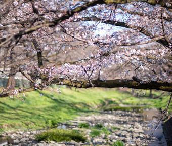 2023年立川・桜開花情報 根川緑道１