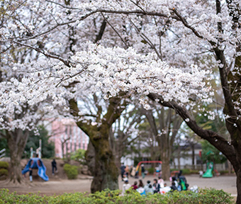 2023年立川・桜開花情報 諏訪公園