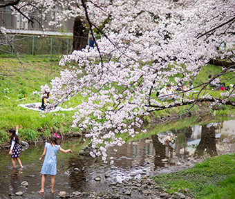 2023年立川・桜開花情報 根川緑道２