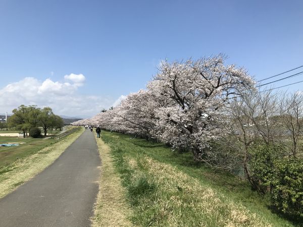 昭島 クジラ公園付近の桜