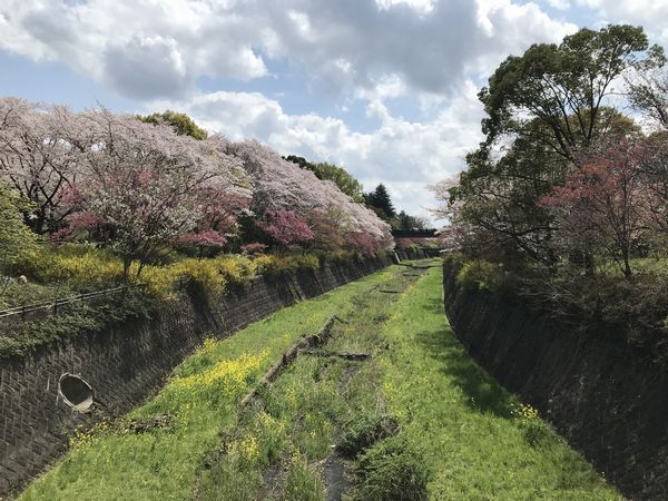 昭和記念公園の桜も満開