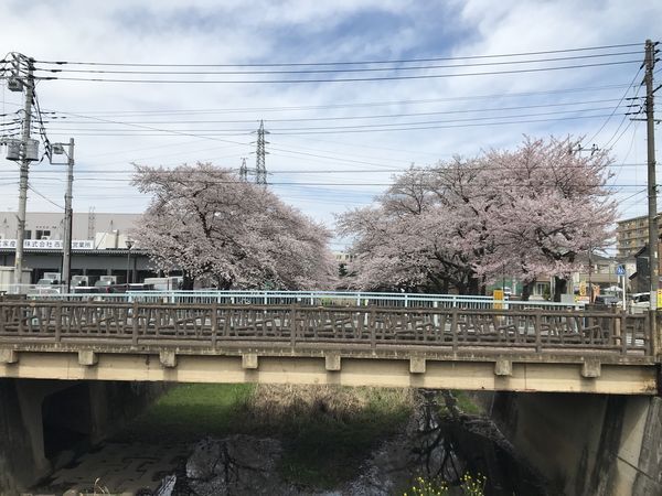 残堀川遊歩道の桜