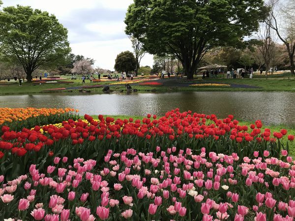 昭和記念公園　チューリップガーデン