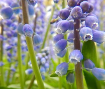 踏みつぶされそうな場所にも咲く花たち