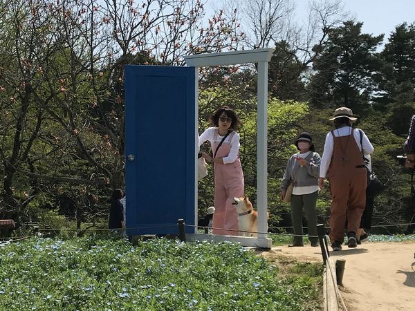 昭和記念公園 ネモフィラは咲き始め