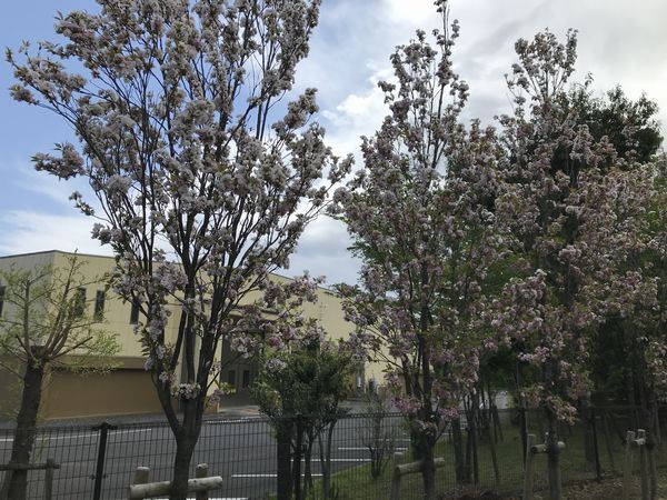 天の川（桜）