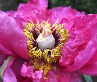 アオやムラサキの花が多め？