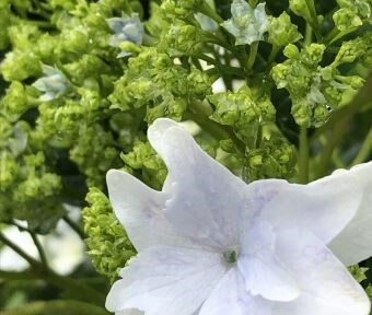 明日は真夏日予想に、雨も待ち遠しい？