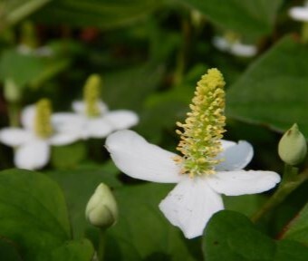 独特な匂いからは想像だにしない花が咲く！