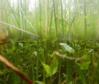 湧水も復活！ 立川市内に潤いが戻った！？