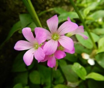 食物連鎖が観られる夏のトラップ！