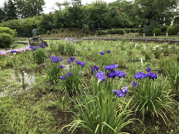 武蔵村山　菖蒲園