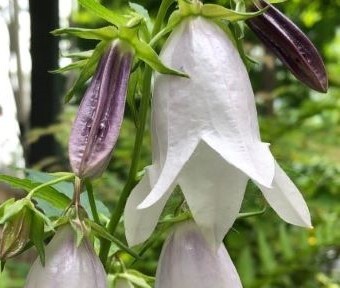 あなたなら、どんな花言葉にしますか？