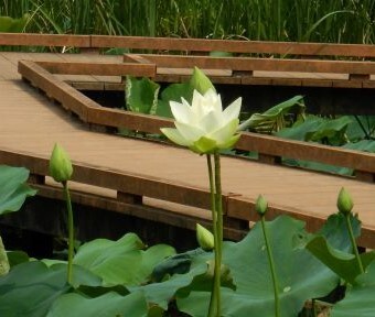 ガニガラ広場のビオトープではハスの花