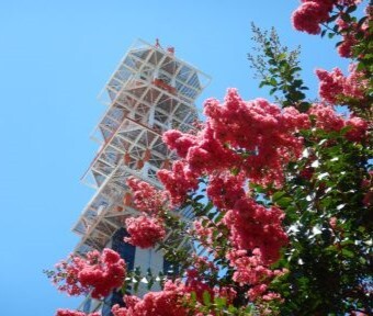 立川の四季・立川に咲く花 ～サルスベリ～